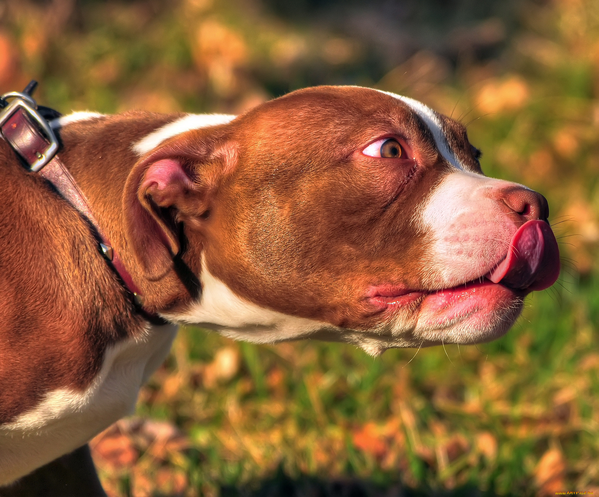 , , american, bully